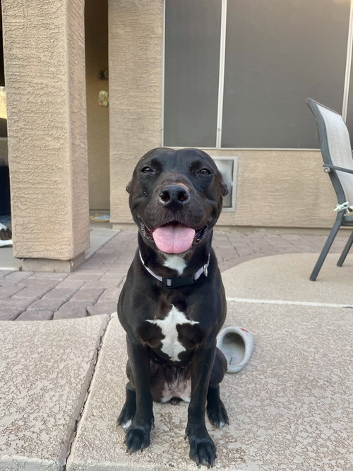 picture of the dog needing adoption