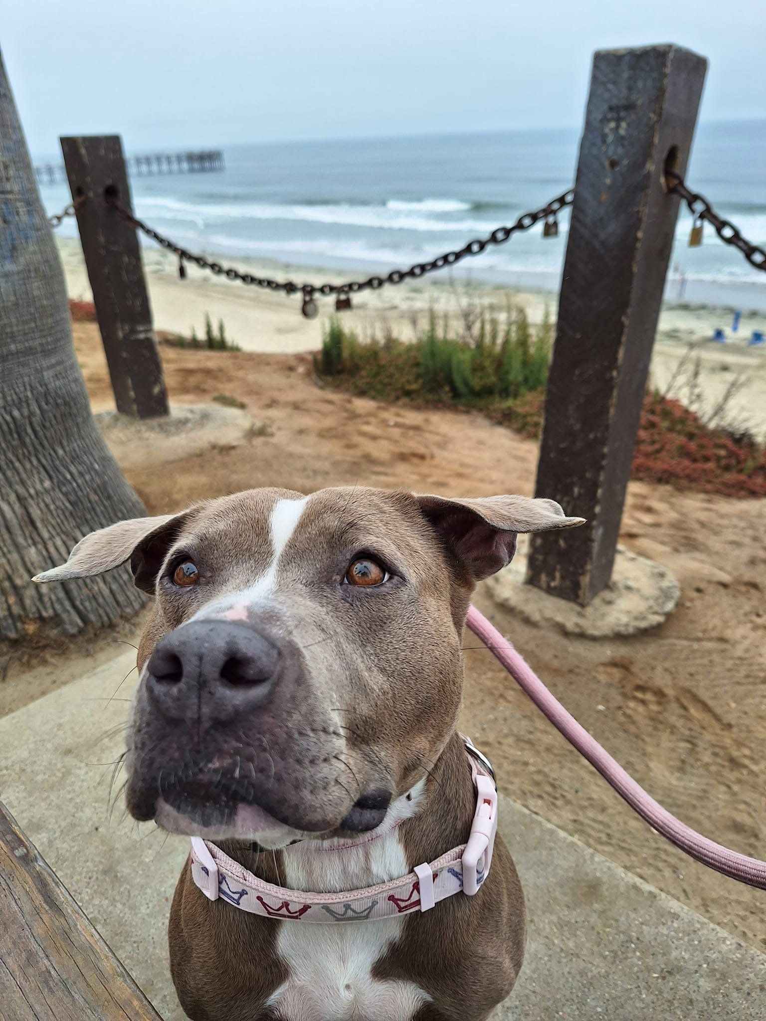 Bonnie 6