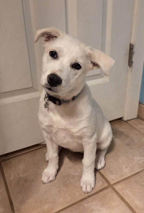 PEARL #2, an adoptable Shiba Inu in Chandler, AZ