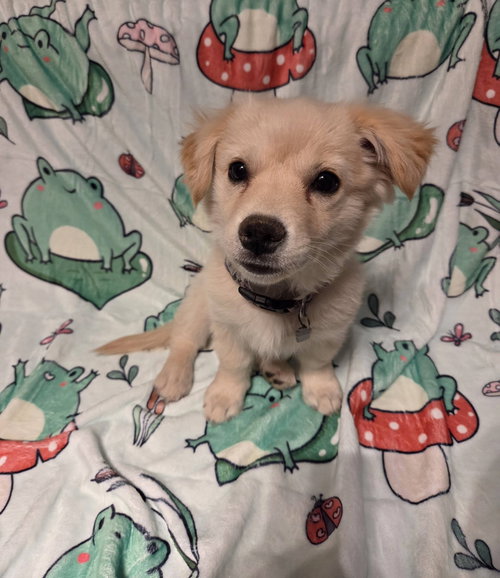 OPAL, an adoptable Shiba Inu in Chandler, AZ