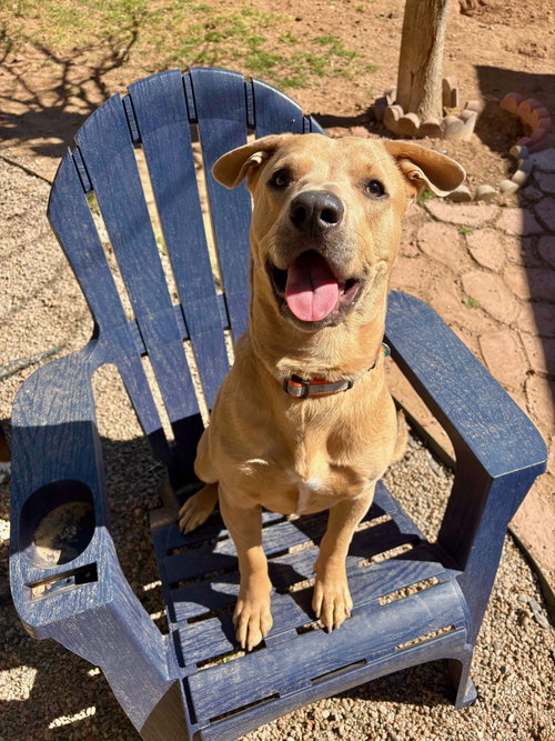 picture of the dog needing adoption