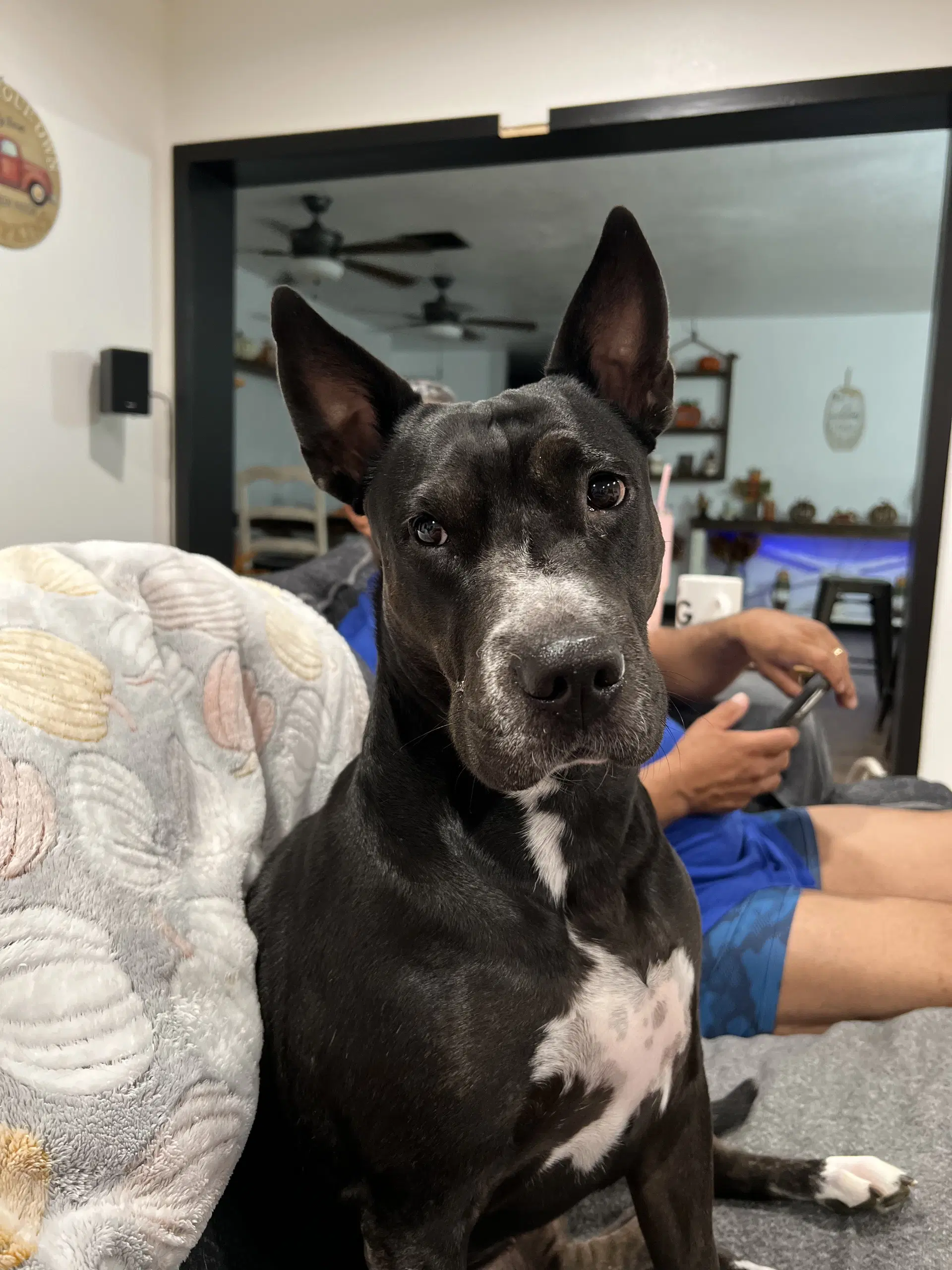 Daisy - Pit Bull Terrier