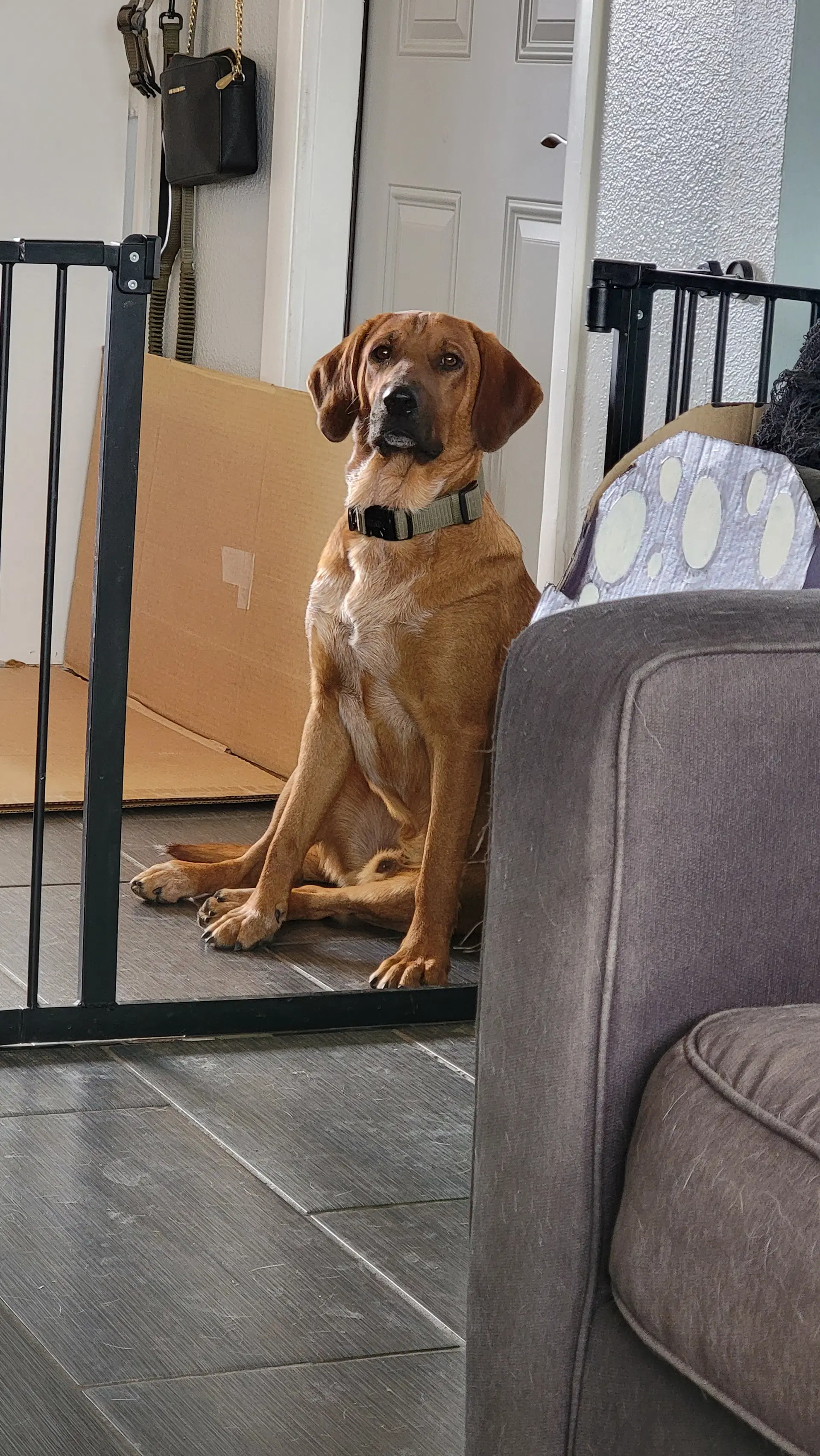 Bodie Boigue - Bloodhound