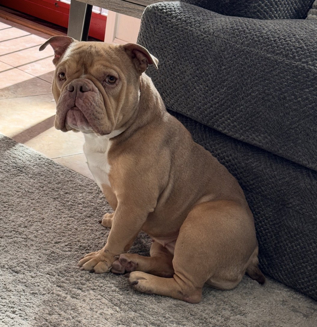 Bulldog