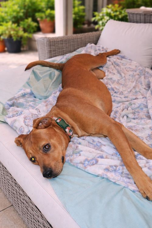 CORDUROY - Chocolate Labrador Retriever / Rhodesian Ridgeback available for adoption