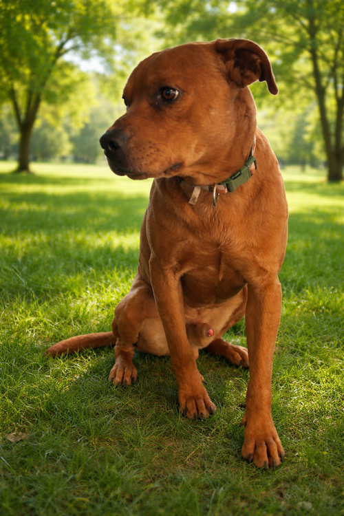 CORDUROY - Chocolate Labrador Retriever / Rhodesian Ridgeback available for adoption
