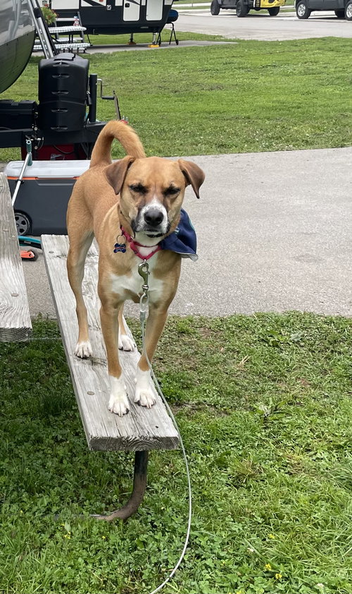 LUCA, an adoptable Hound in Chandler, AZ