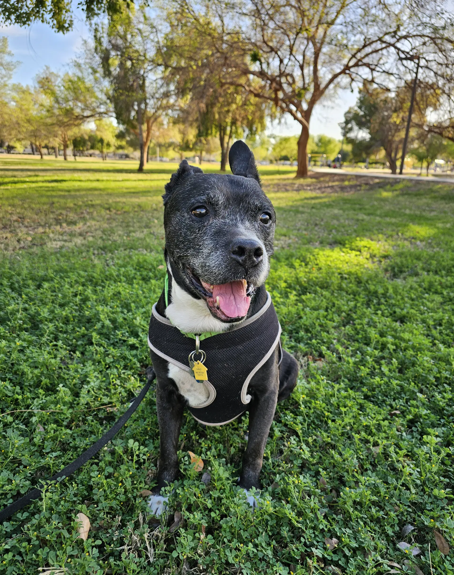 Banjo - American Staffordshire Terrier