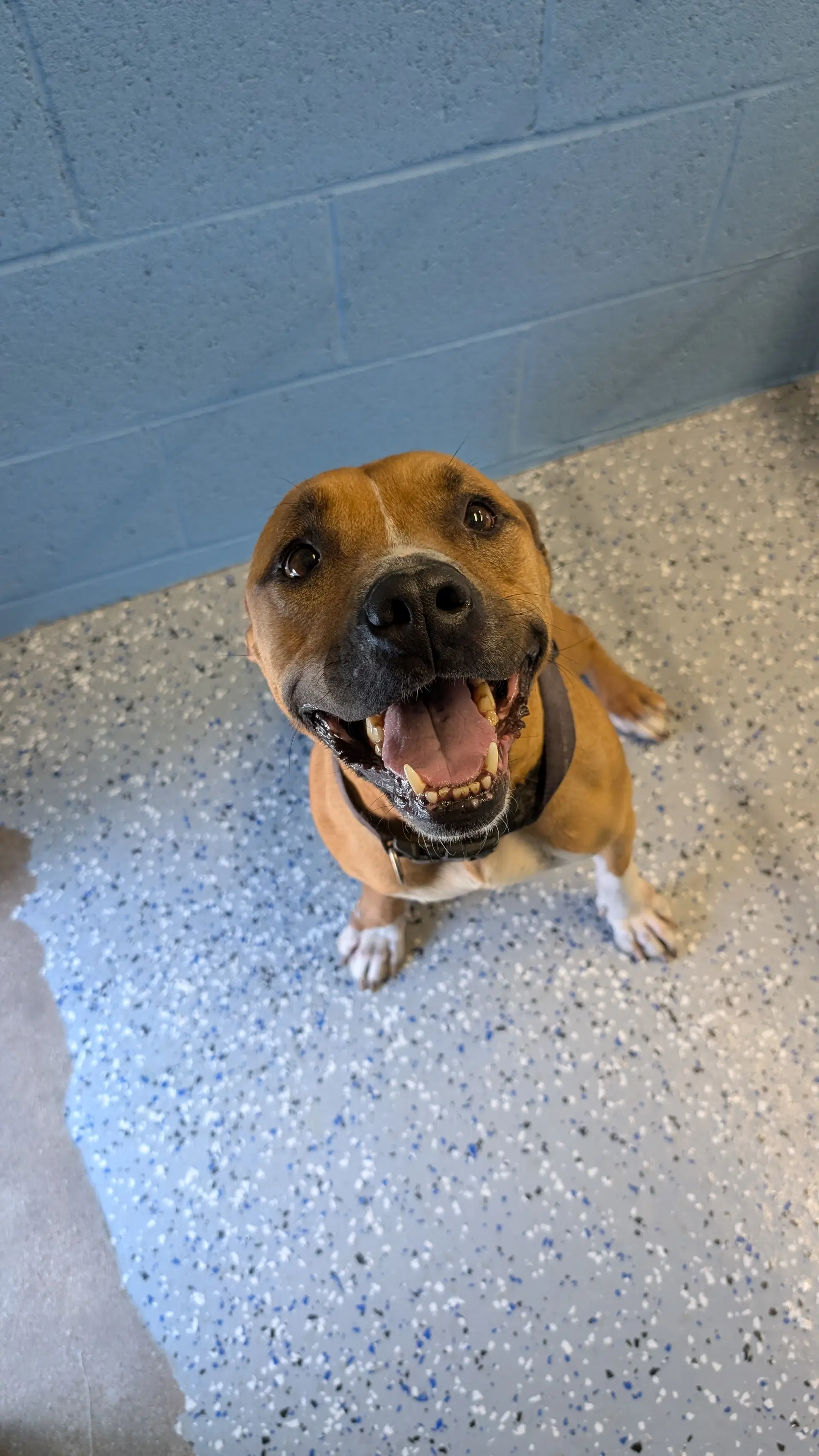 Tina - Pit Bull Terrier
