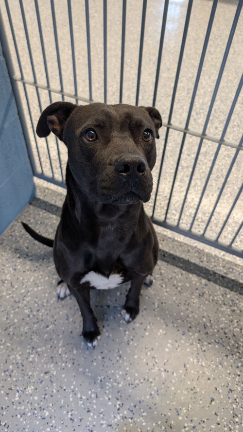 ONYX #2 - Pit Bull Terrier available for adoption