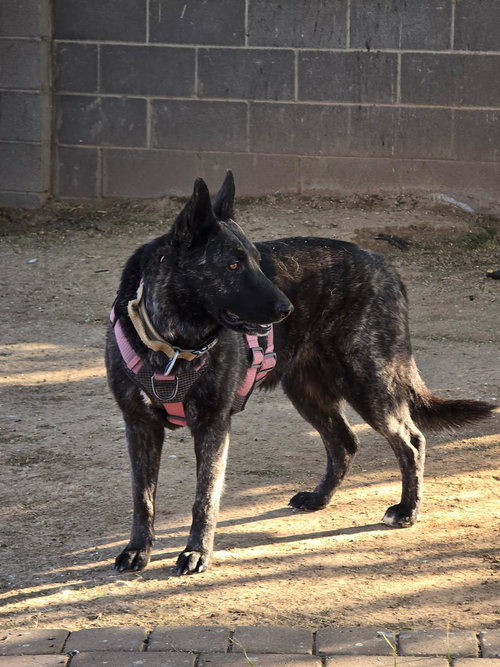 PANTERA - Dutch Shepherd available for adoption