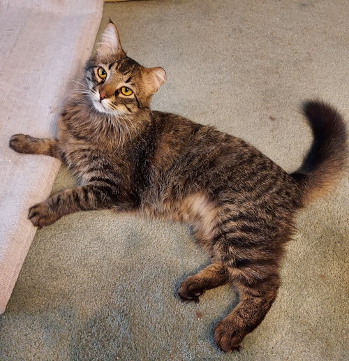 DONNIE (Cat), an adoptable Domestic Medium Hair in Chandler, AZ