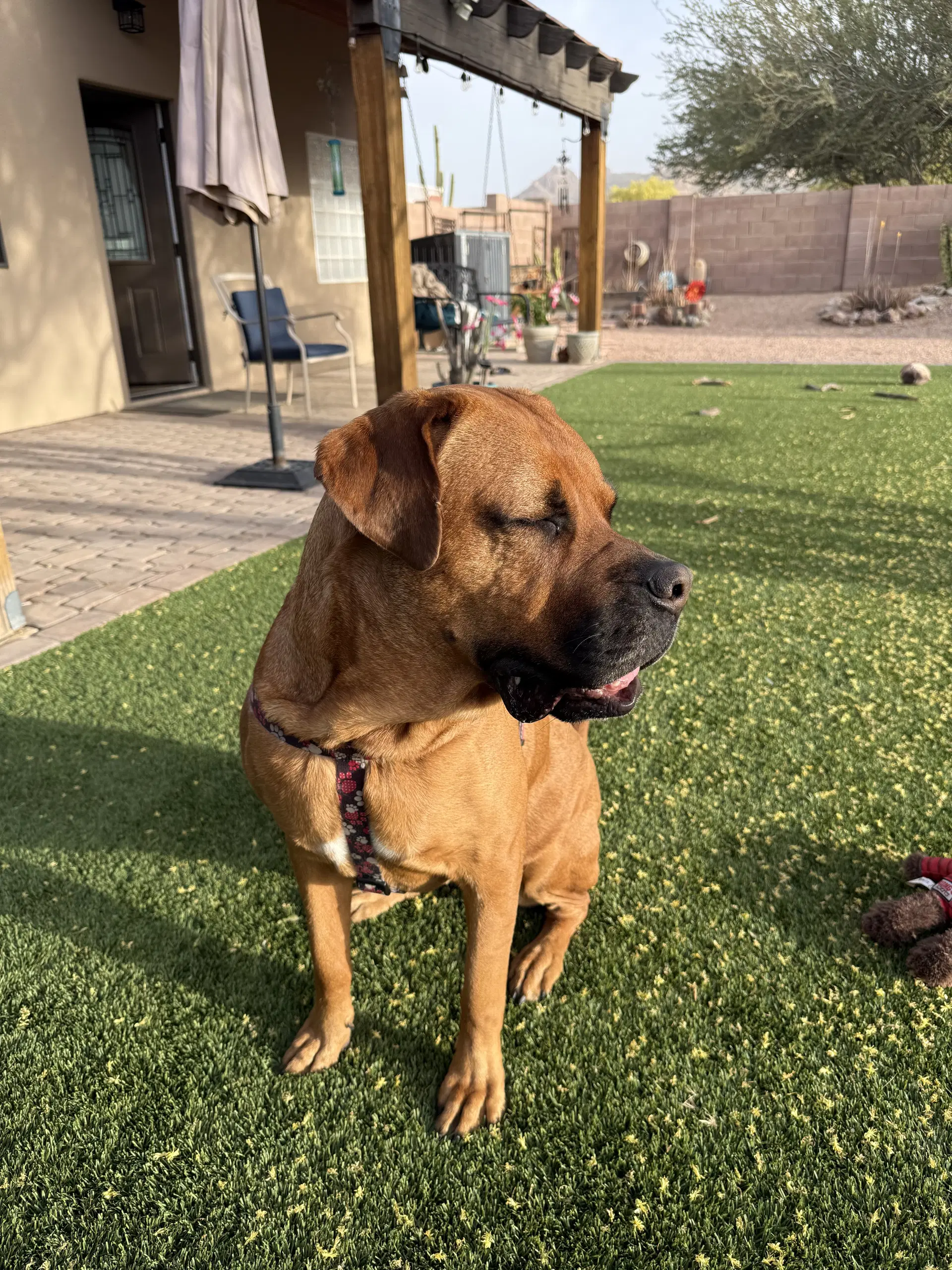 Daisy - Mastiff