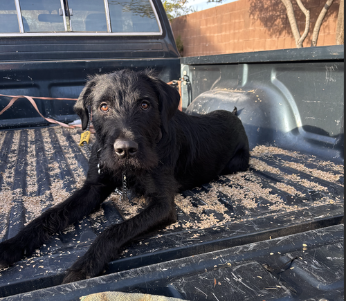 BORIS #3, an adoptable German Wirehaired Pointer in Chandler, AZ