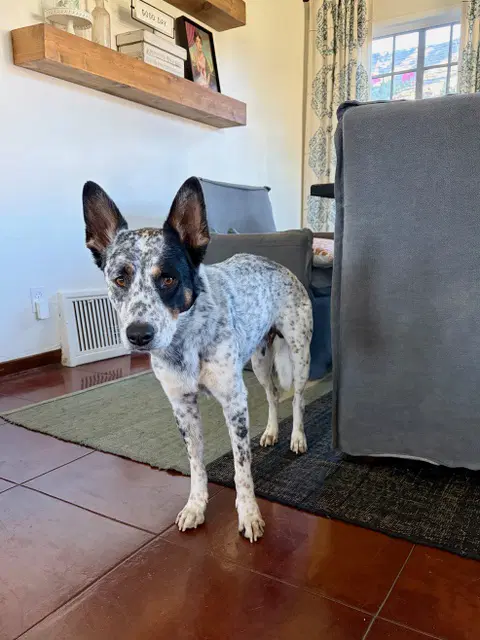 Lucky - Australian Cattle Dog/Blue Heeler