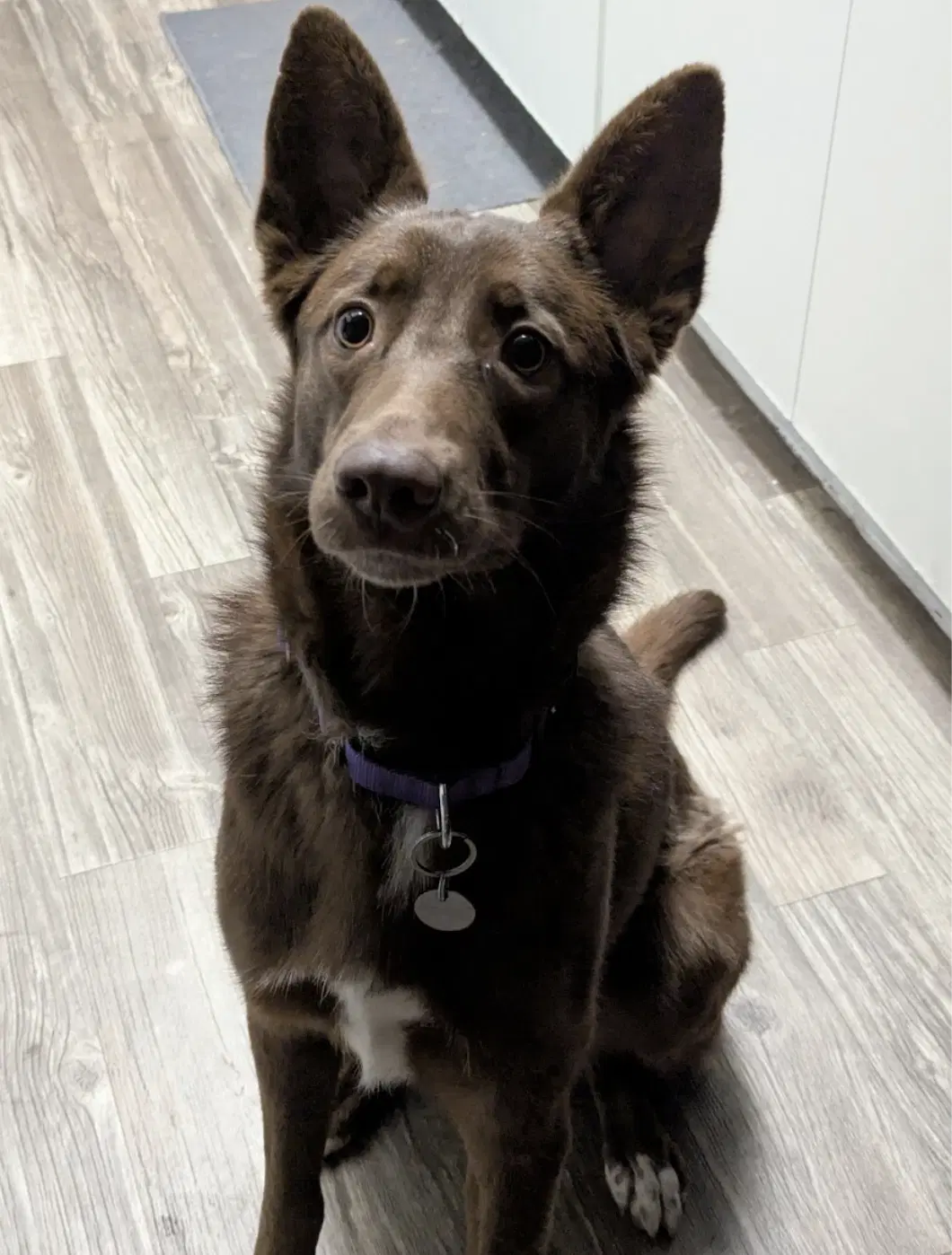River - Australian Kelpie