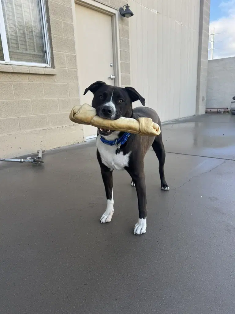 Duke - Pit Bull Terrier