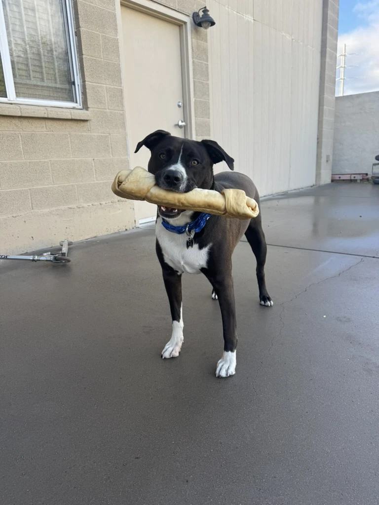 Duke