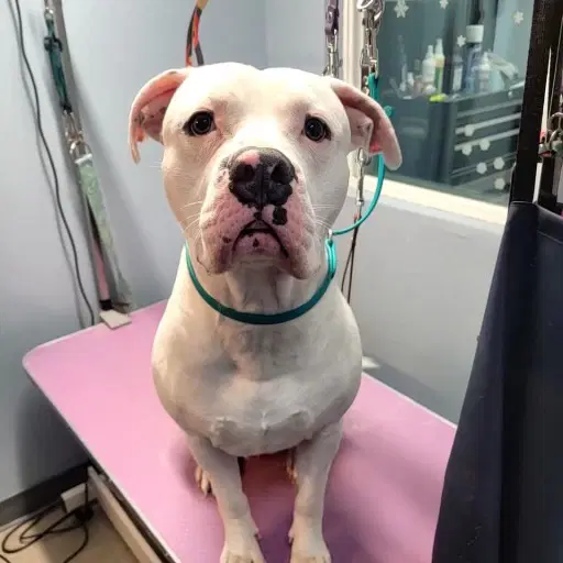 Drako Malfoy - Staffordshire Bull Terrier