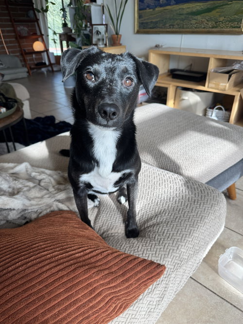 BUG #2, an adoptable Terrier in Chandler, AZ