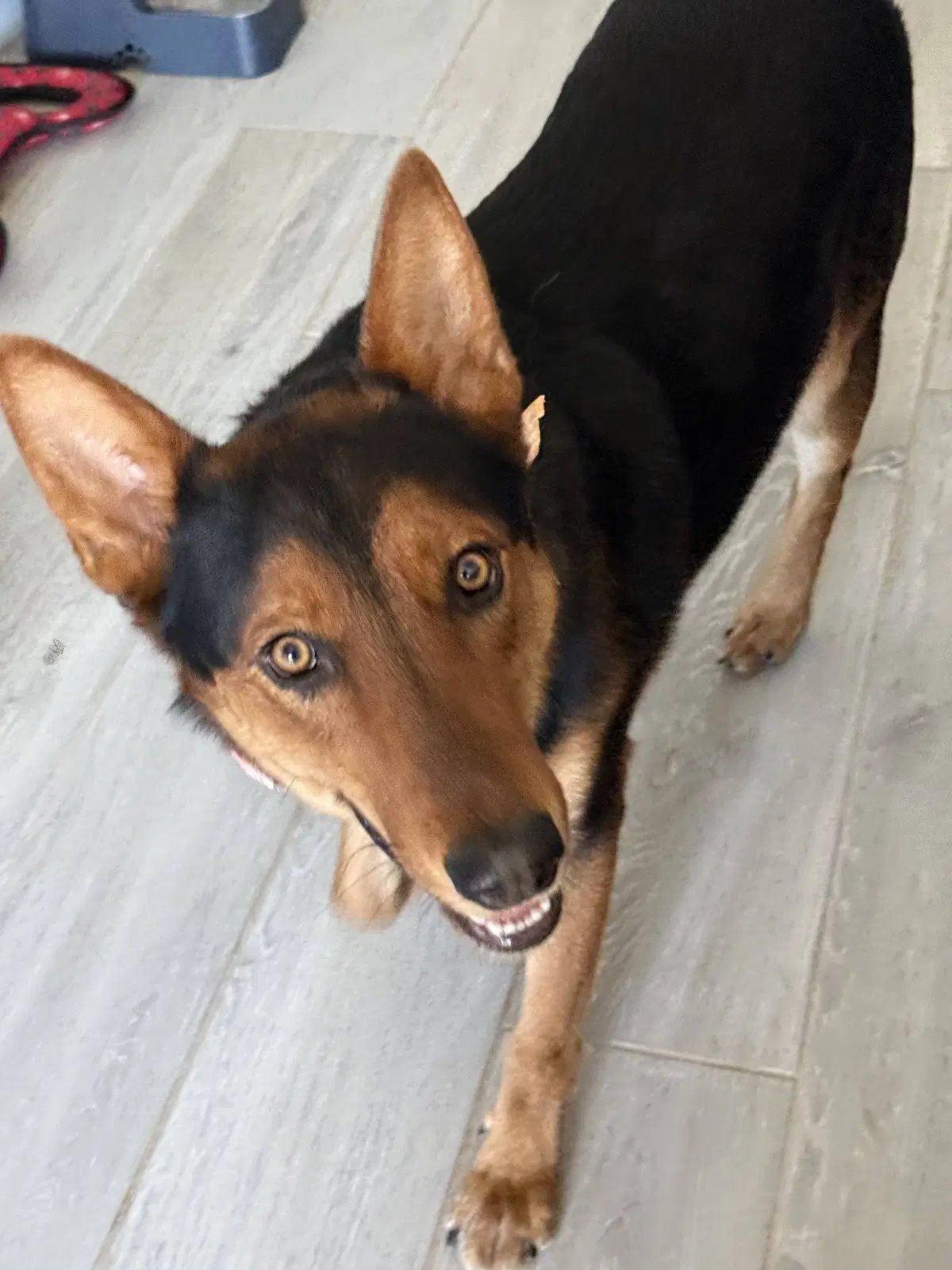 Loki image 3