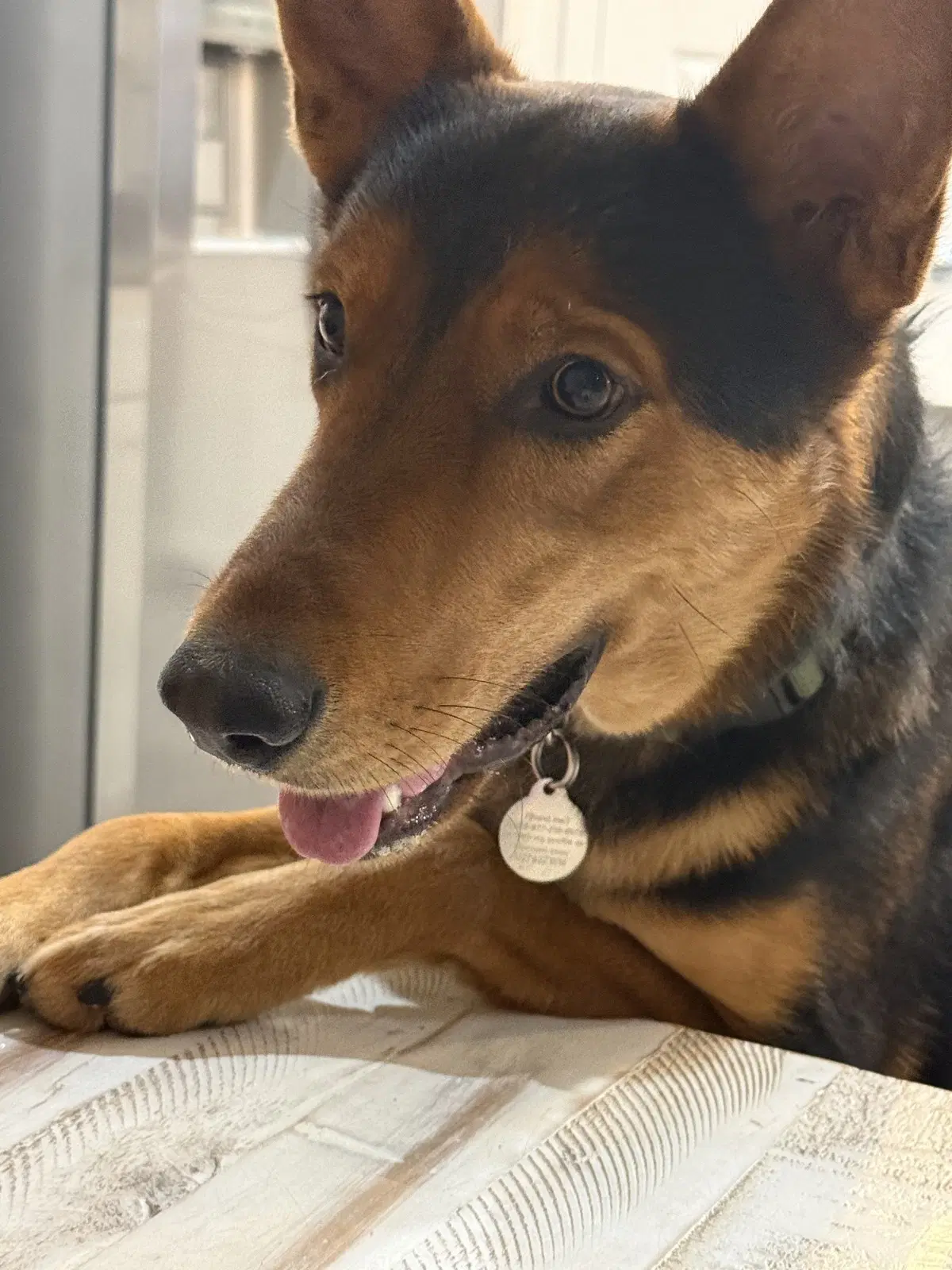 Loki - German Shepherd Dog