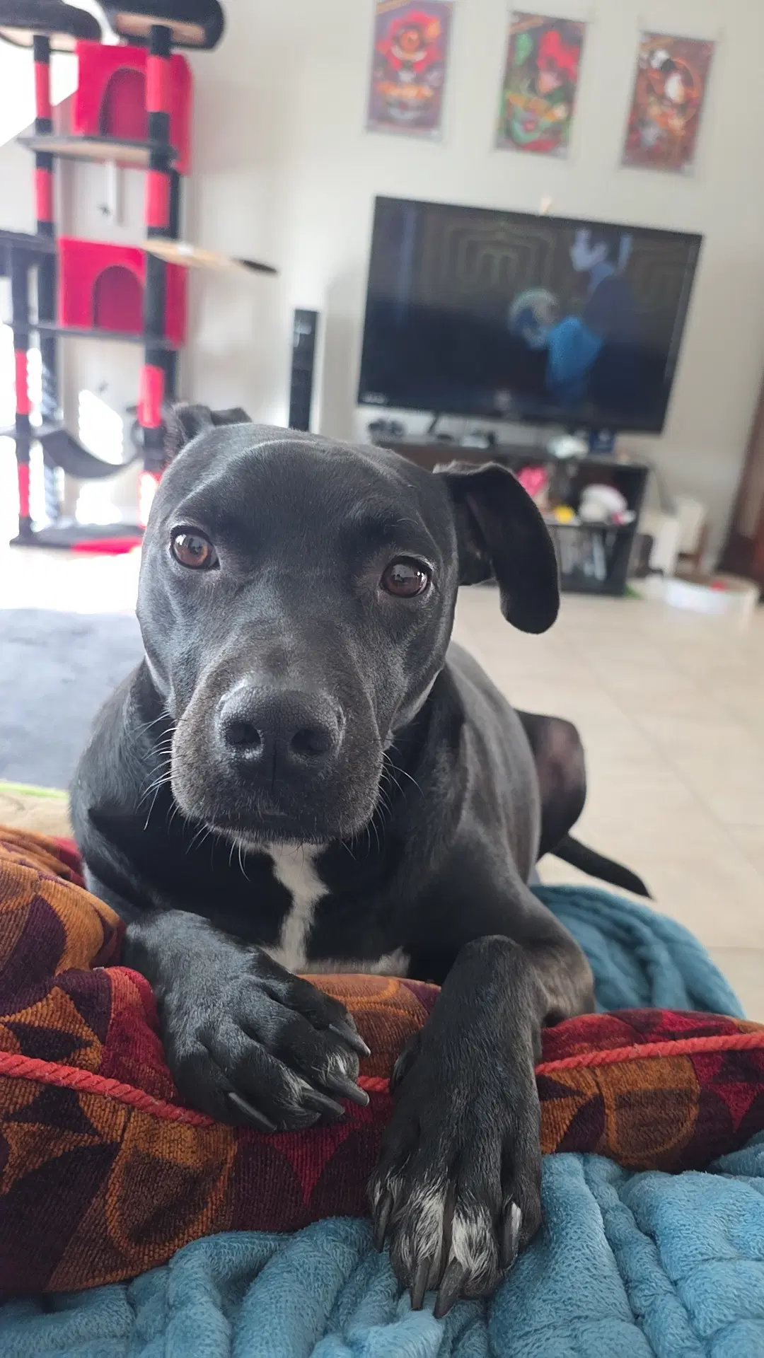 Blitzo - Pit Bull Terrier