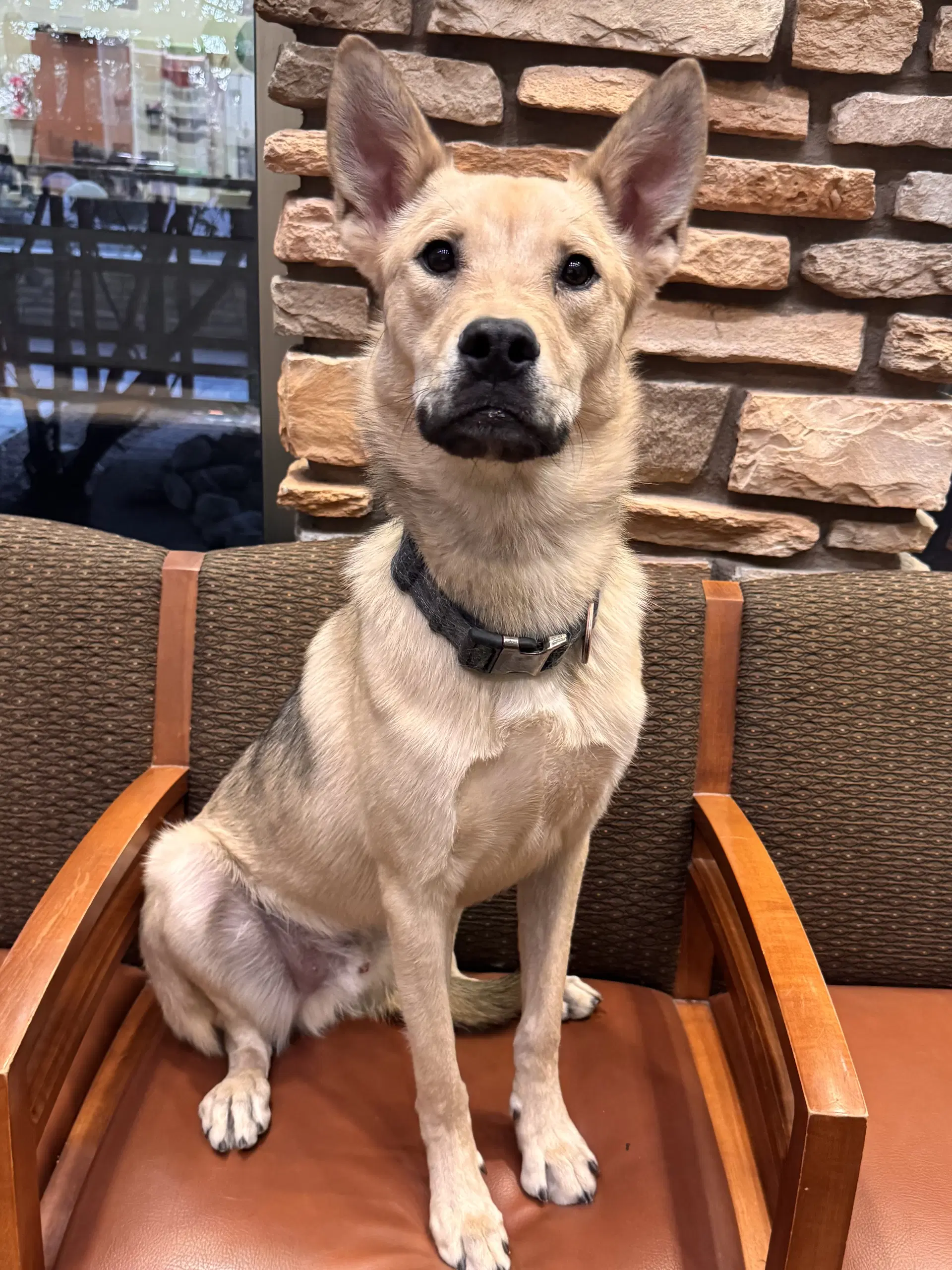 Taka - Shepherd
