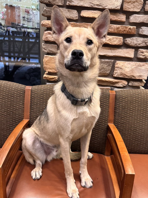 TAKA, an adoptable Shepherd in Chandler, AZ