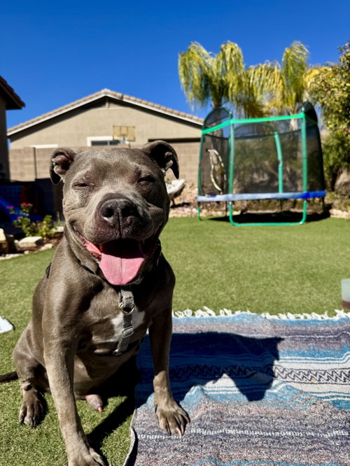 MICAH #4, an adoptable American Pit Bull Terrier in Chandler, AZ