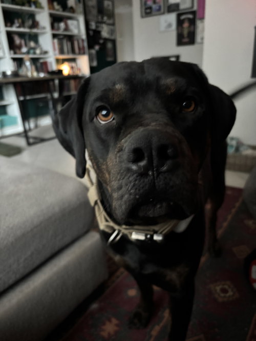 TANK #10, an adoptable Rottweiler in Chandler, AZ