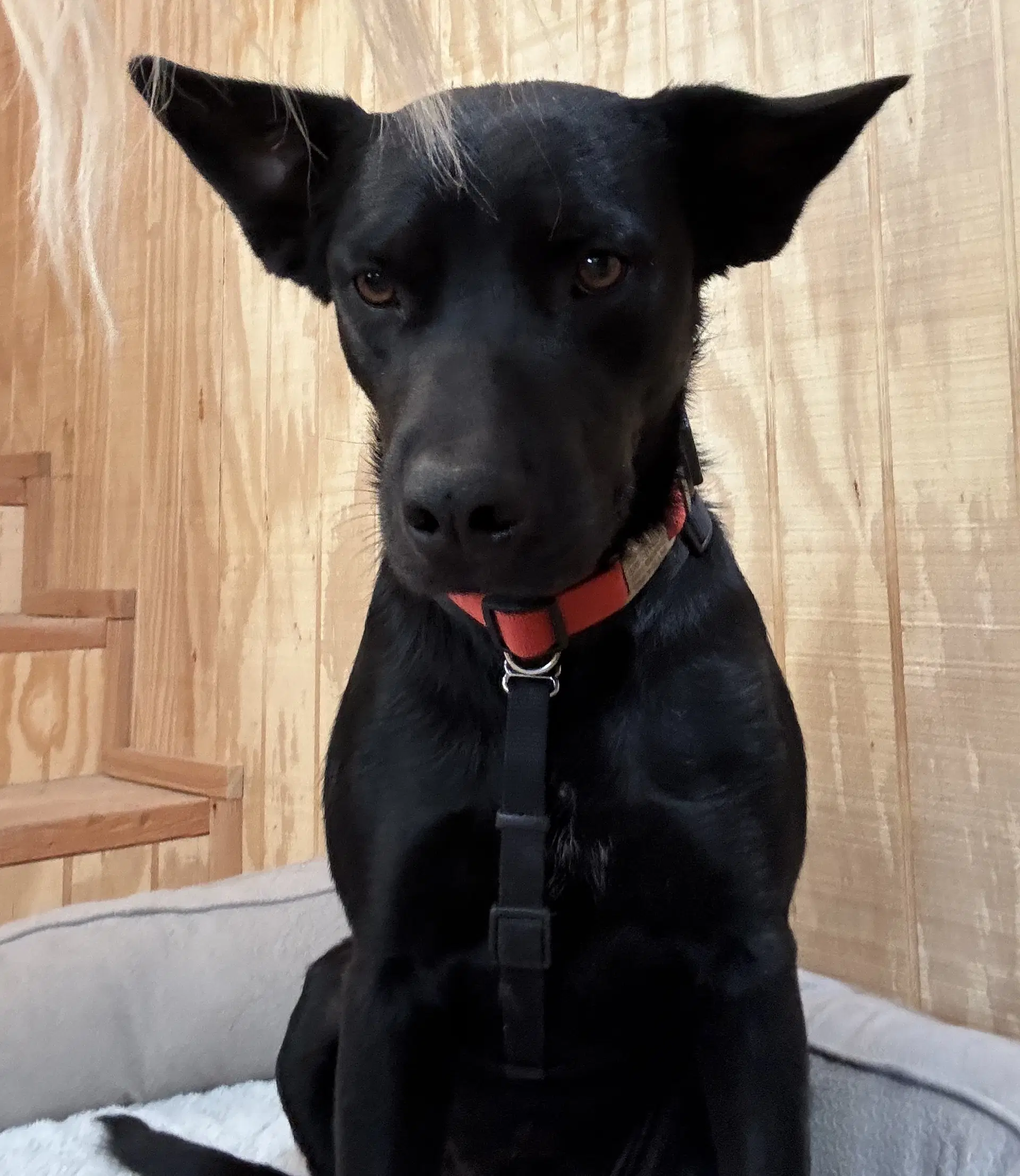 Charlie - Cattle Dog
