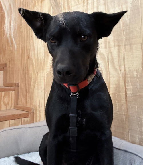 CHARLIE #28, an adoptable Cattle Dog in Chandler, AZ
