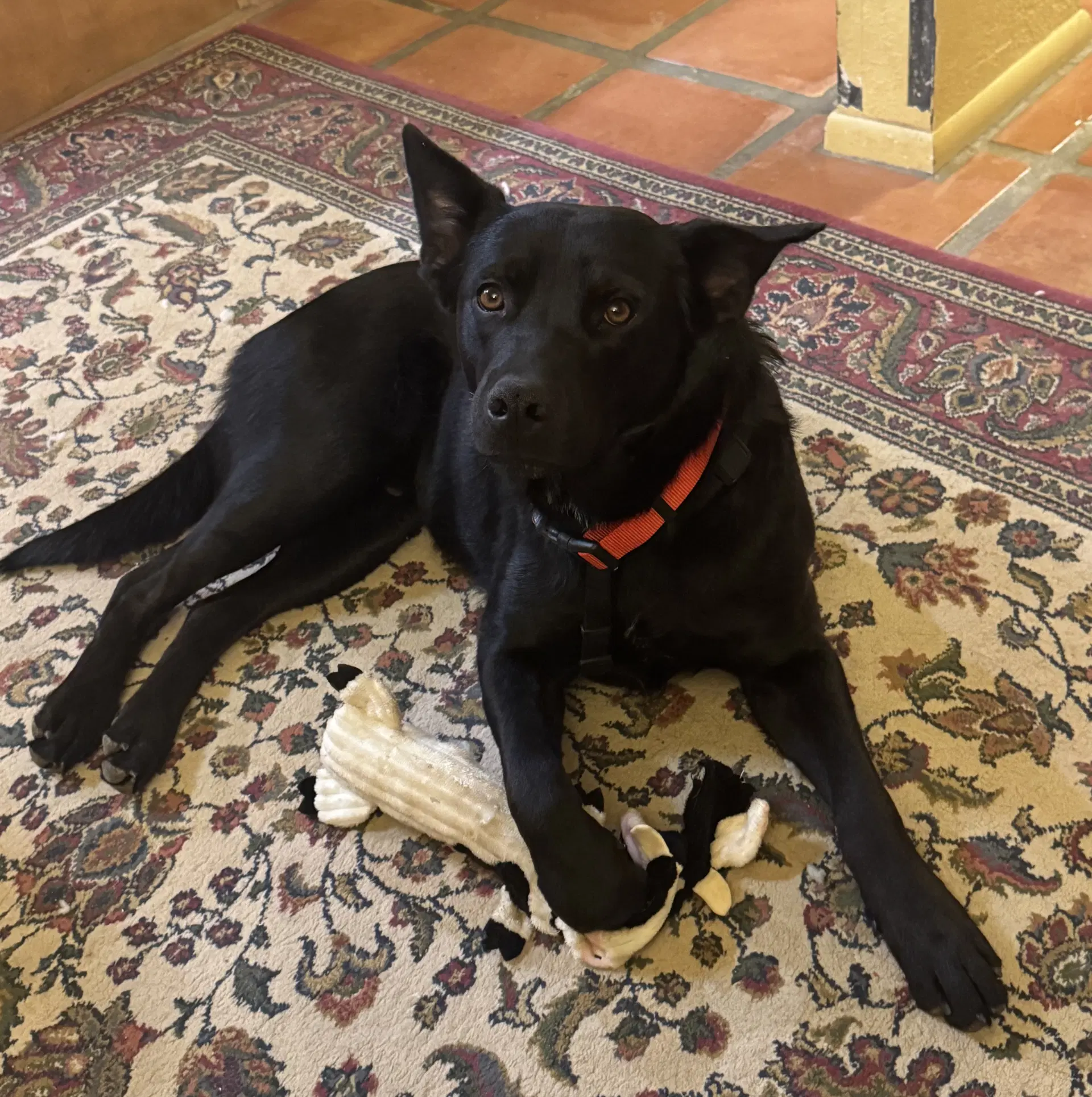 Charlie image 2