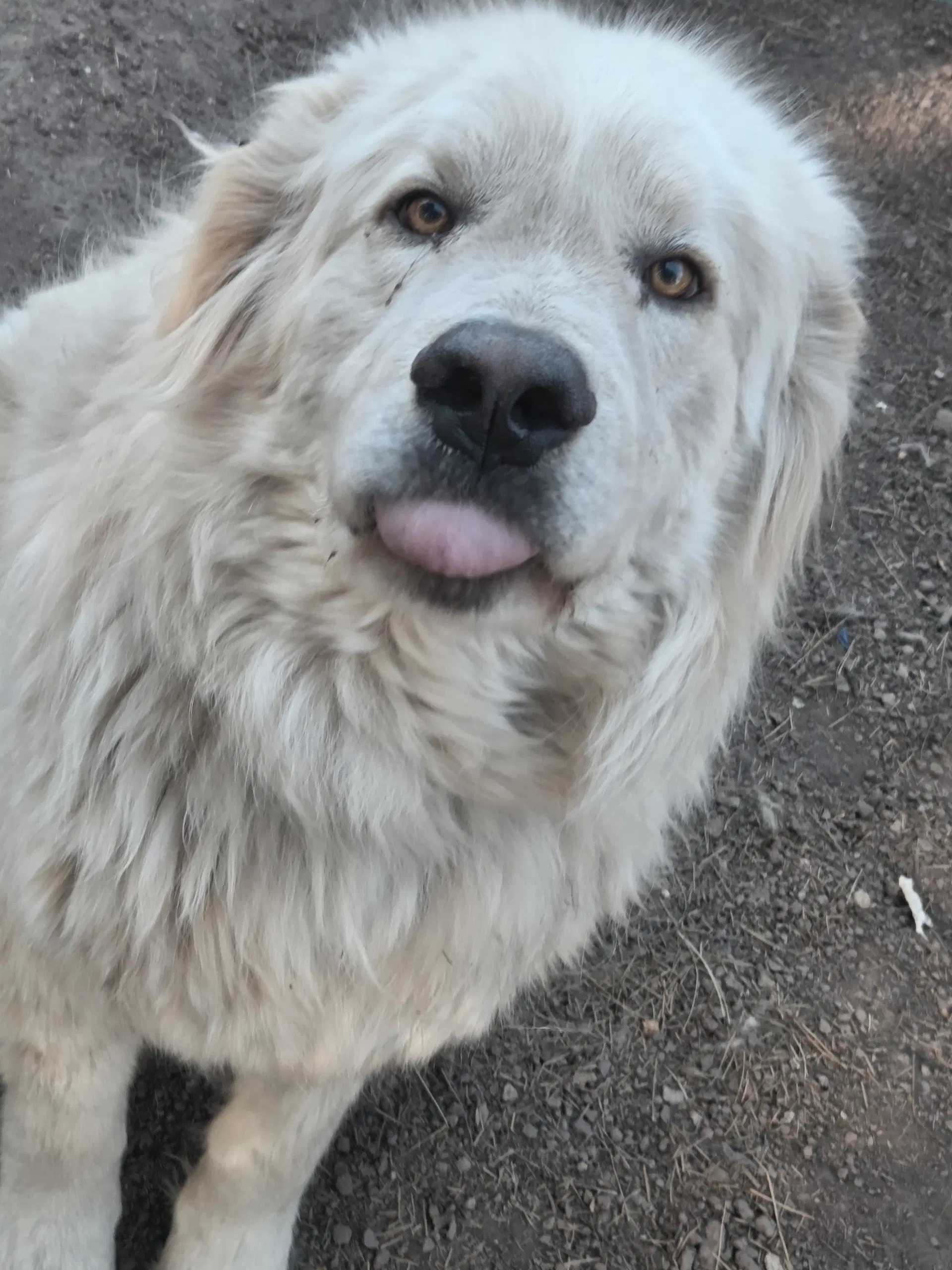 Asgeir - Great Pyrenees
