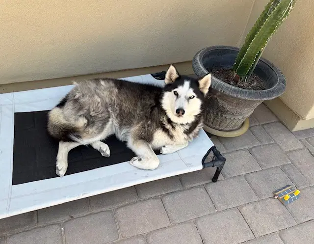 Molly image 3