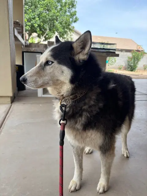 Molly image 2