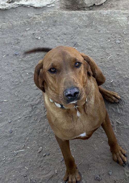 DUKE #29, an adoptable Redbone Coonhound in Chandler, AZ
