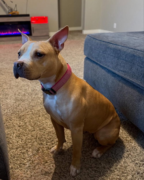 DAISY #29, an adoptable Pit Bull Terrier in Chandler, AZ