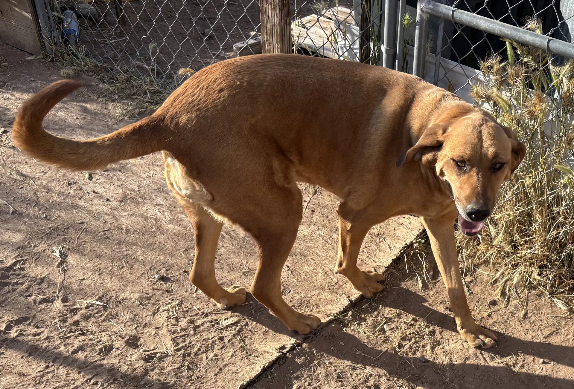 Daisy - Redbone Coonhound