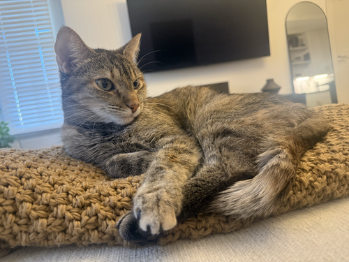 EMBER, Adult Domestic Medium Hair / Mixed (medium coat), cat for adoption in Buckeye, Arizona