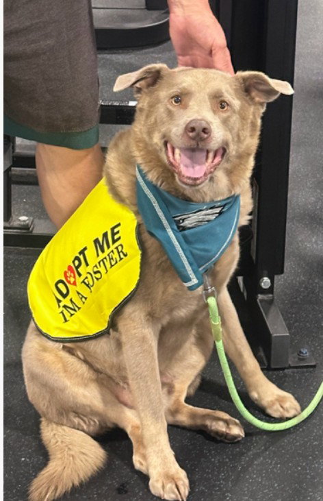GREG #3, an adoptable Labrador Retriever in Chandler, AZ