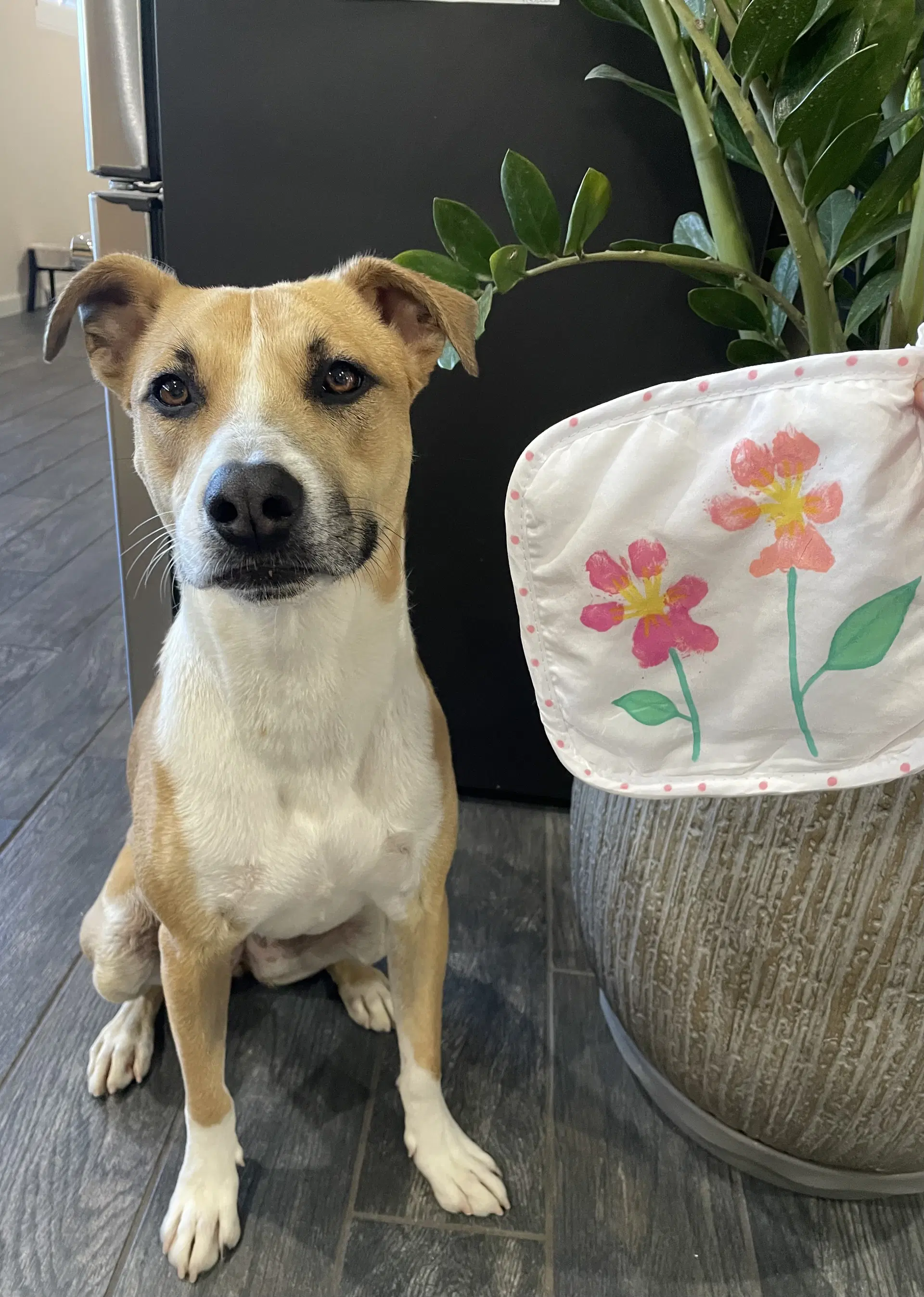 Marge - American Pit Bull Terrier