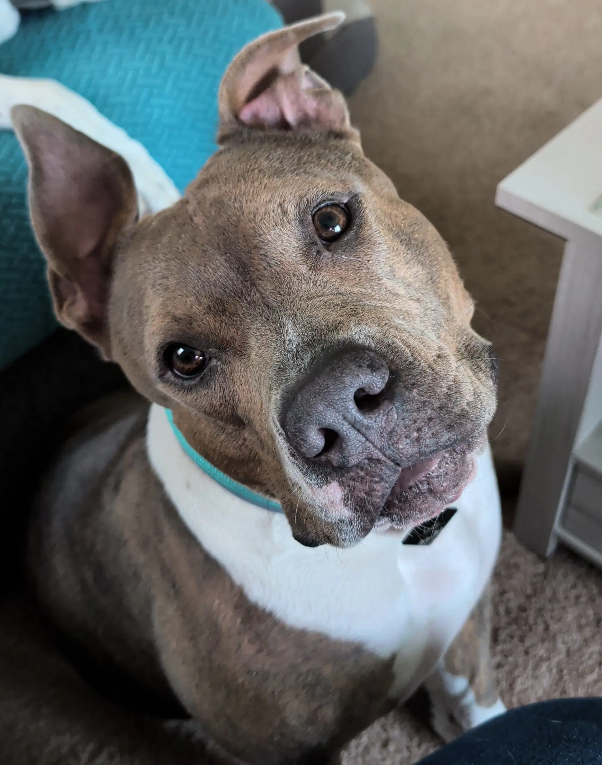 Izzy Prev Marley - Pit Bull Terrier