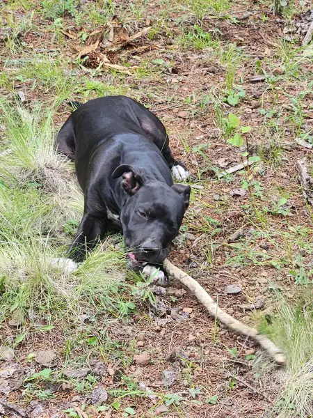 Cosmo - Pit Bull Terrier