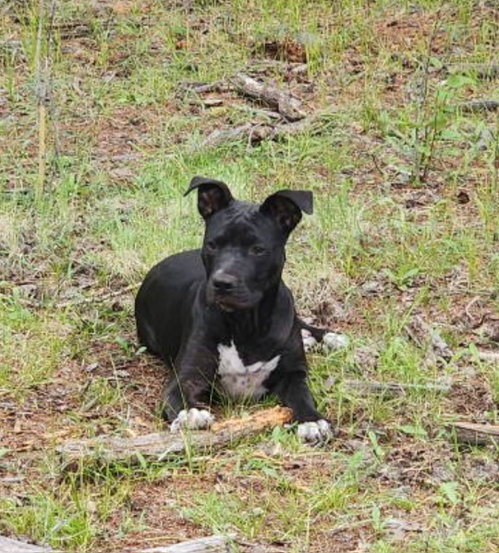 COSMO, a dog for adoption from Underdog Rescue of Arizona, LLC