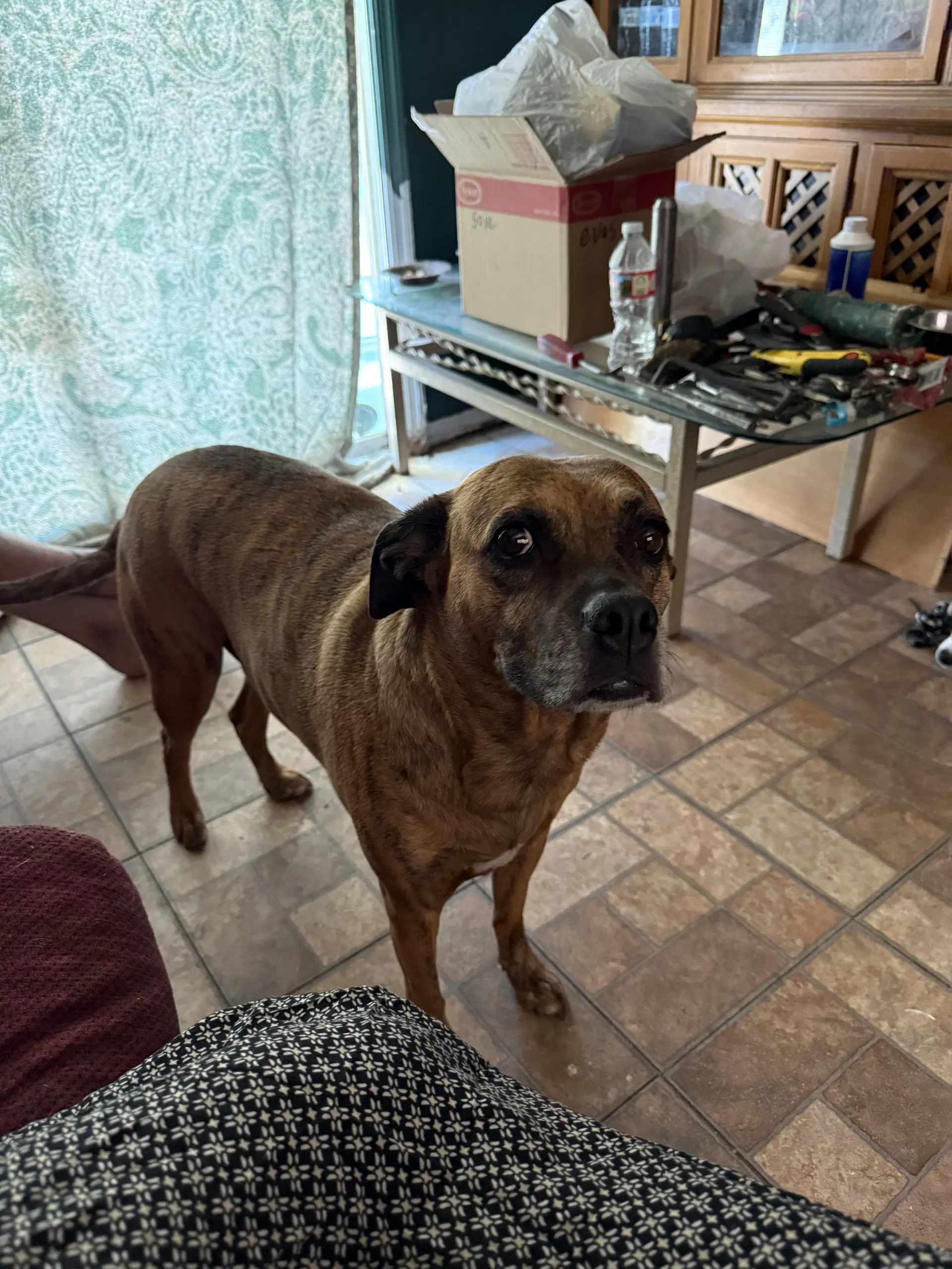 Honey - Shepherd