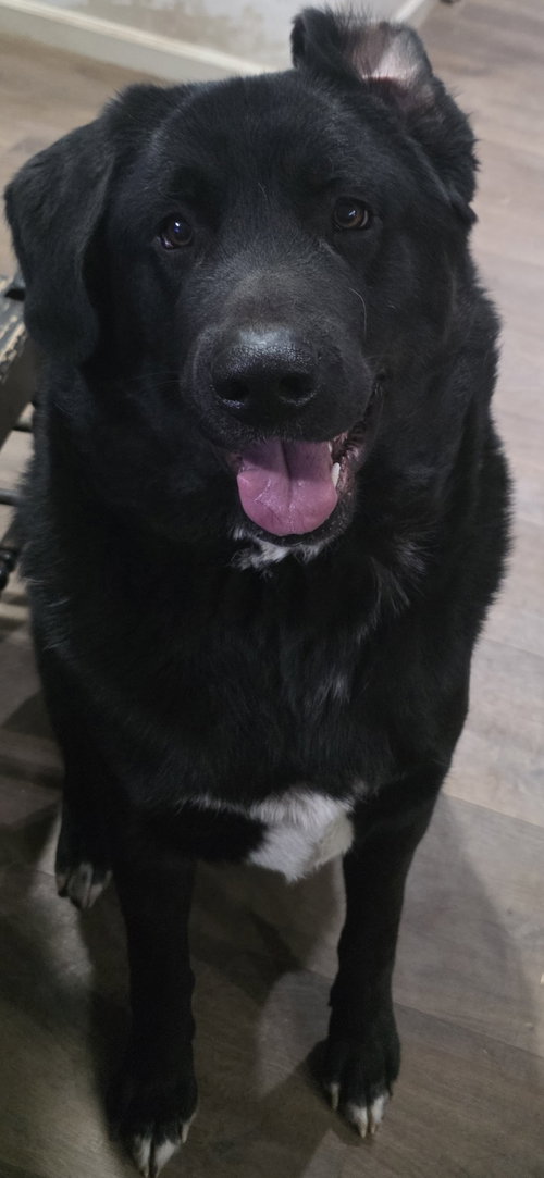 TITAN #2, an adoptable Akita in Chandler, AZ