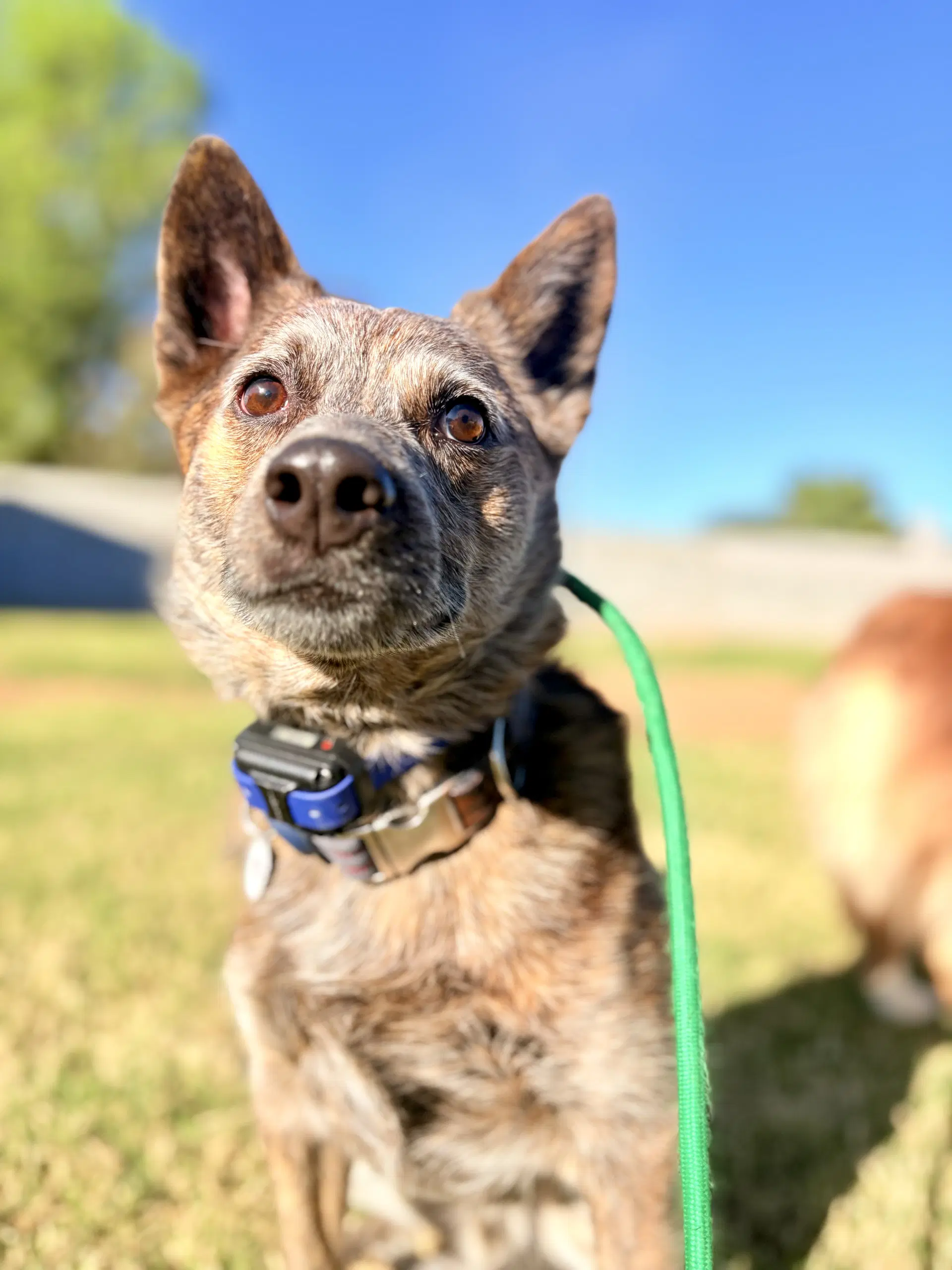 Sokka - Cattle Dog