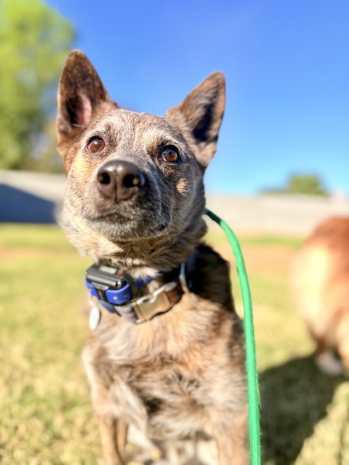 SOKKA #2, an adoptable Cattle Dog in Chandler, AZ